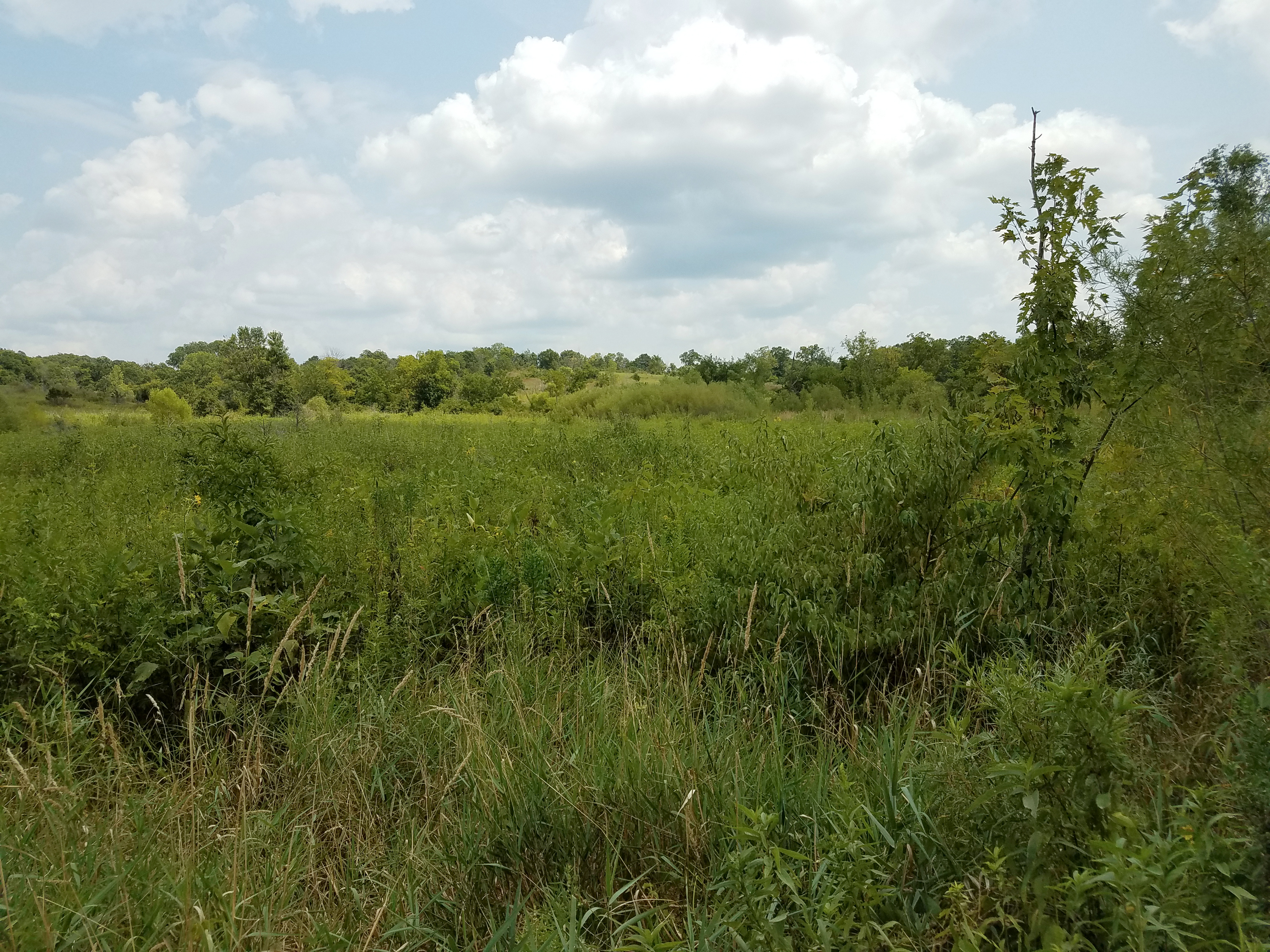 Stephen's State Forest 1000 Acres BCA