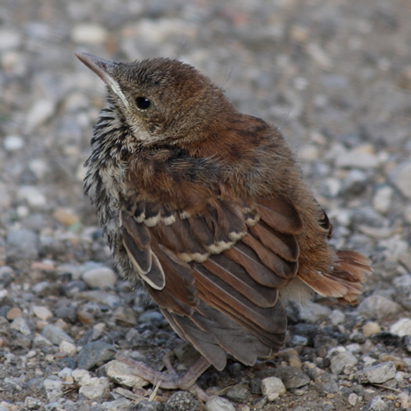 Brown Thrasher fledgling - Wolf Oesterreich