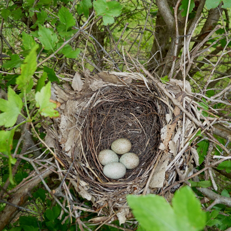 Brown Thrasher nest - Wolf Oesterreich