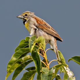 Dickcissel