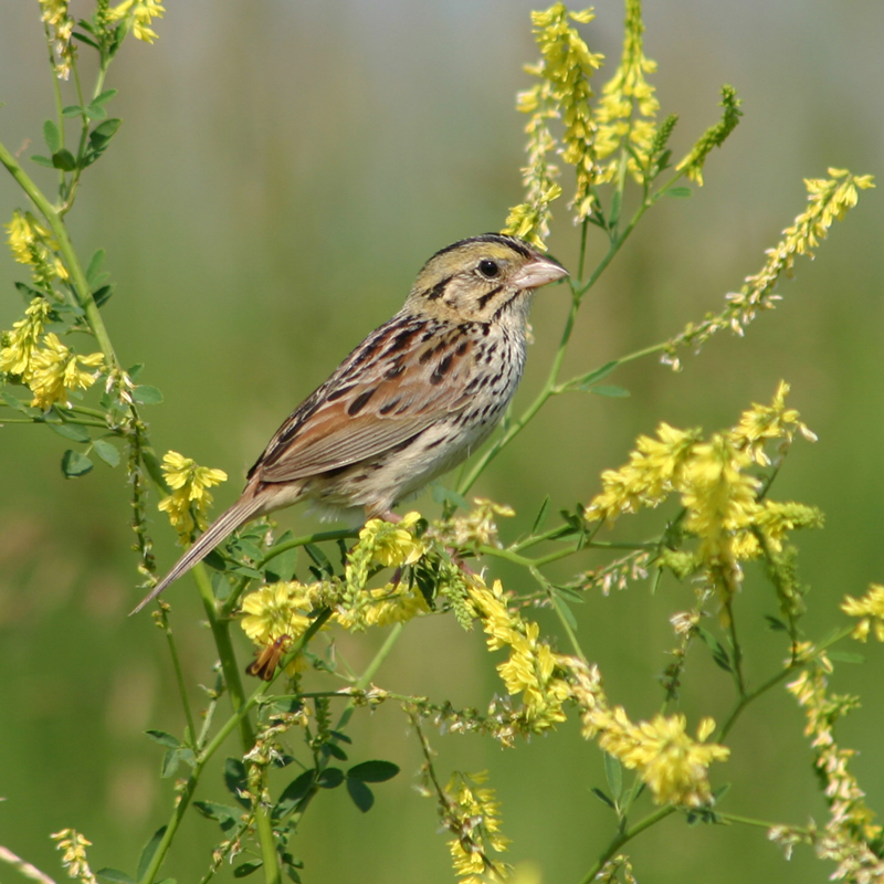 Henslow's Sparrow - Mark Brown
