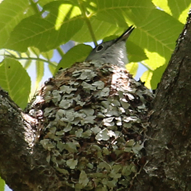 Ruby-throated Hummingbird on nest
