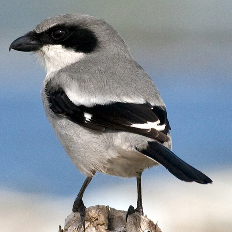 Loggerhead Shrike - Reid Allen