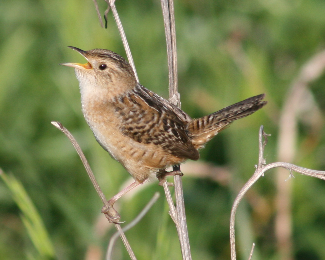 Sedge Wren photo by Mark Brown