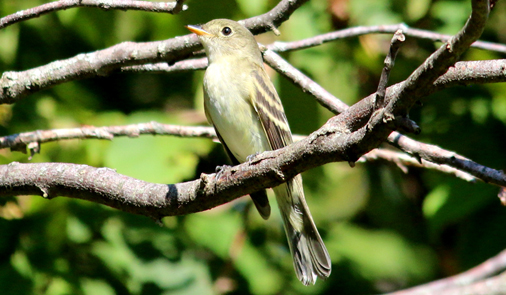 Alder Flycatcher