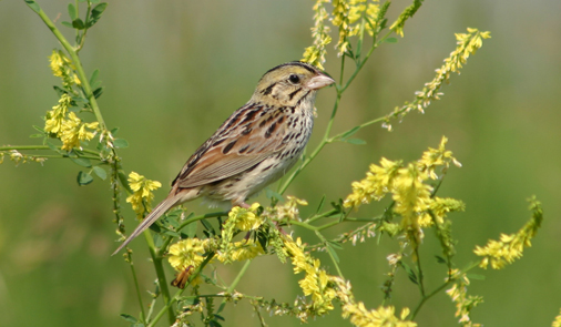 Henslow's Sparrow